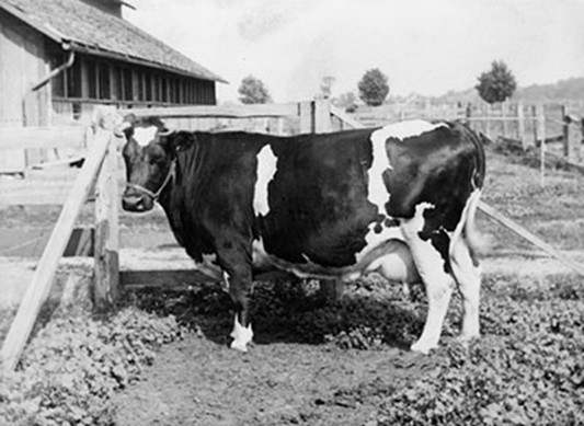 Bella Cow MAC short course.jpg